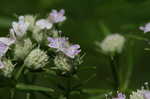 Narrowleaf mountainmint